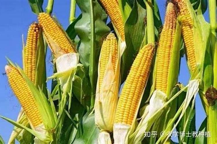 海藻肥一般都是什么海藻做的原料