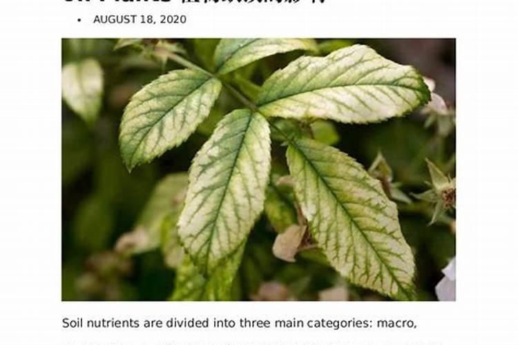 土地缺镁怎么处理