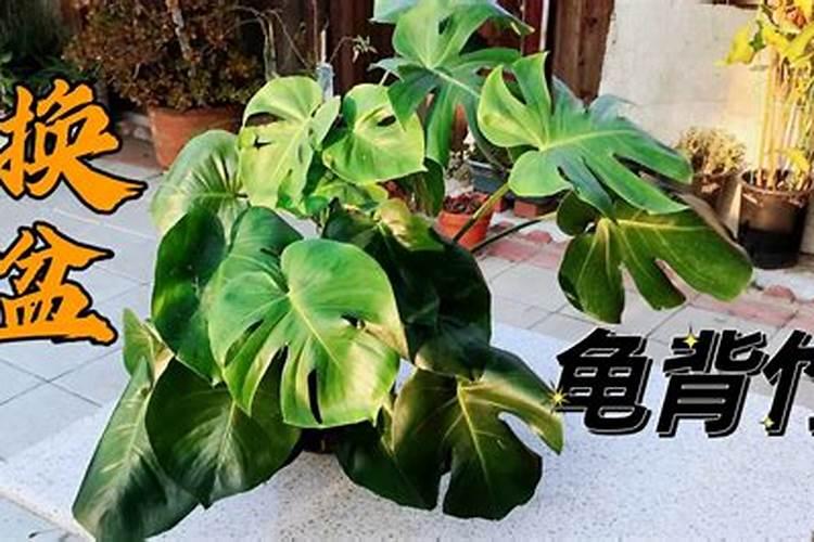 苹果用什么水溶肥好