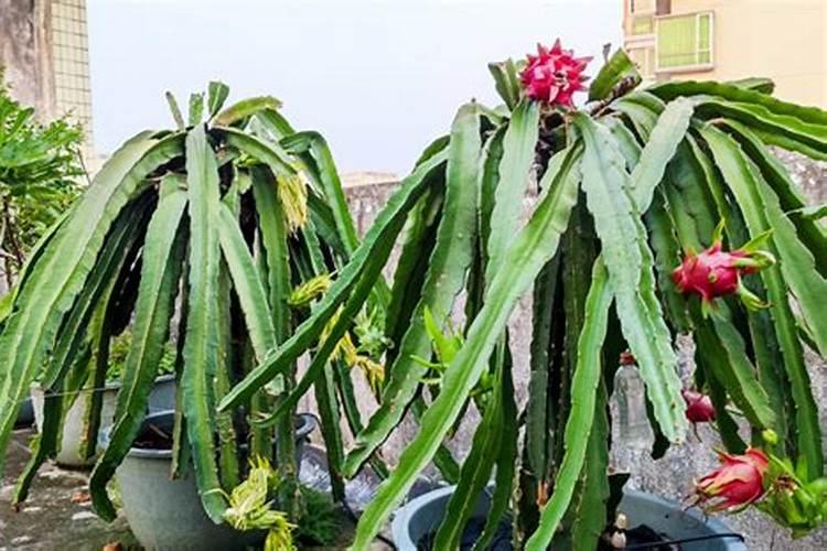 火龙果种植方法