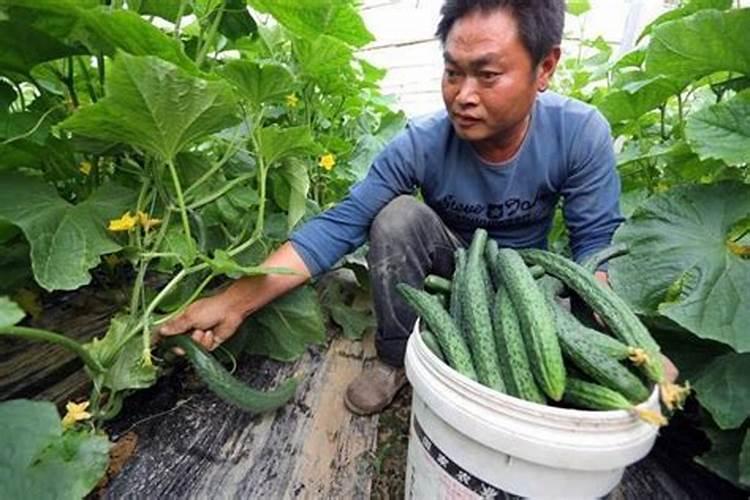 豆角多少天浇水一次
