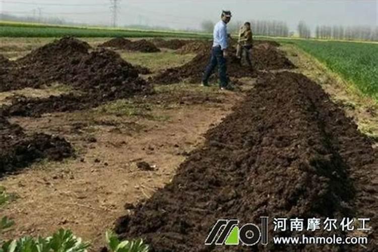 小麦后期打什么药