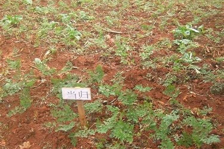 茉莉花要怎样施肥？