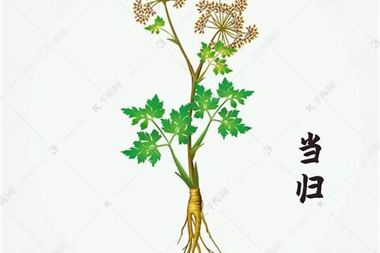 当归种植需要什么肥