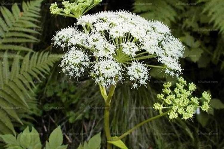 当归种植需要什么肥