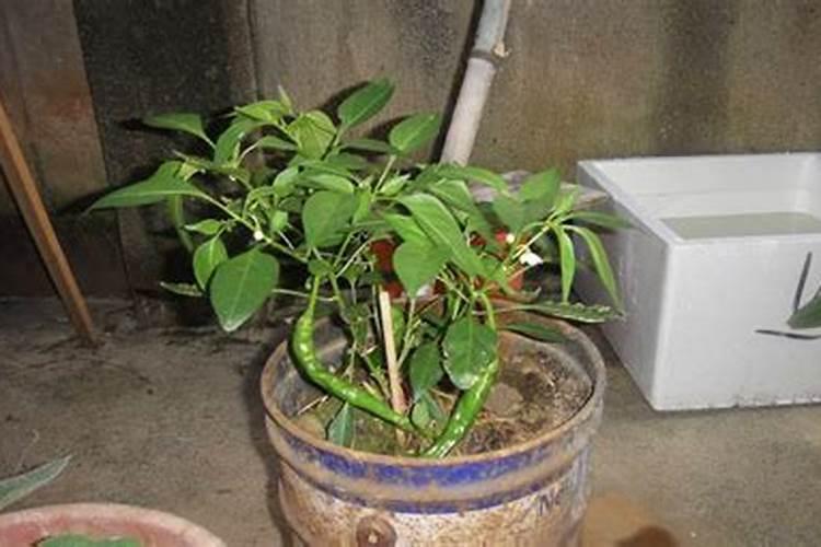 油菜子饼种辣椒吗？