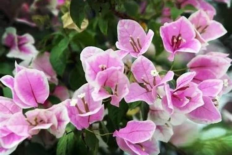 九里香花芽分化用什么肥,三角梅花谢后施什么肥