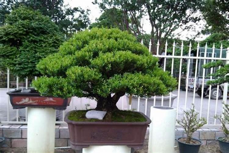 泡大蒜用什么醋最好