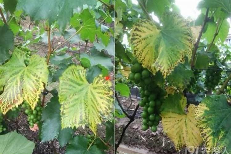 火龙果的种植技术与栽培技术火龙果挂果后怎…