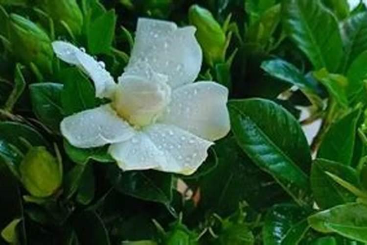 大棚小黄瓜刚晴天可以浇钙肥吗？