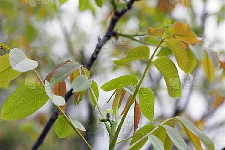 夏季工程移栽树木需要注意些什么？