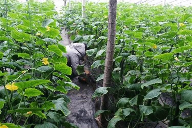 黄瓜的需肥规律总结绿 黄瓜怎么施肥