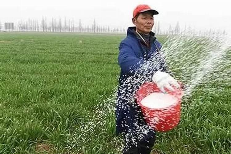 种植小麦用什么底肥用多少