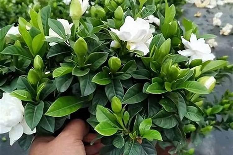 栀子花秋季如何施肥