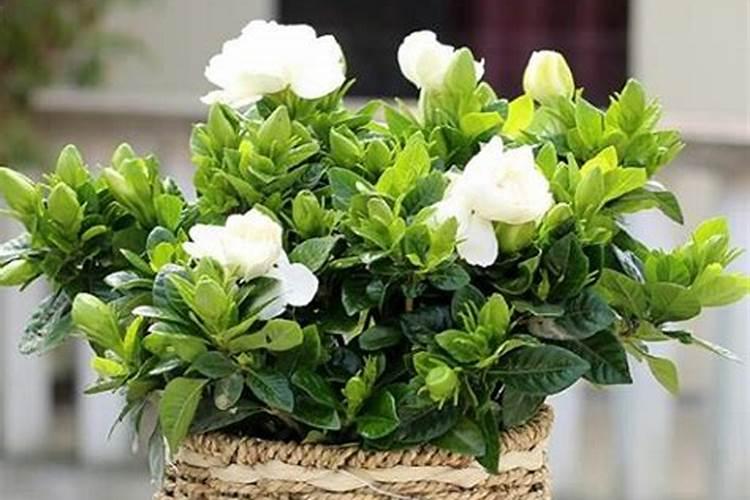 栀子花什么时候施肥