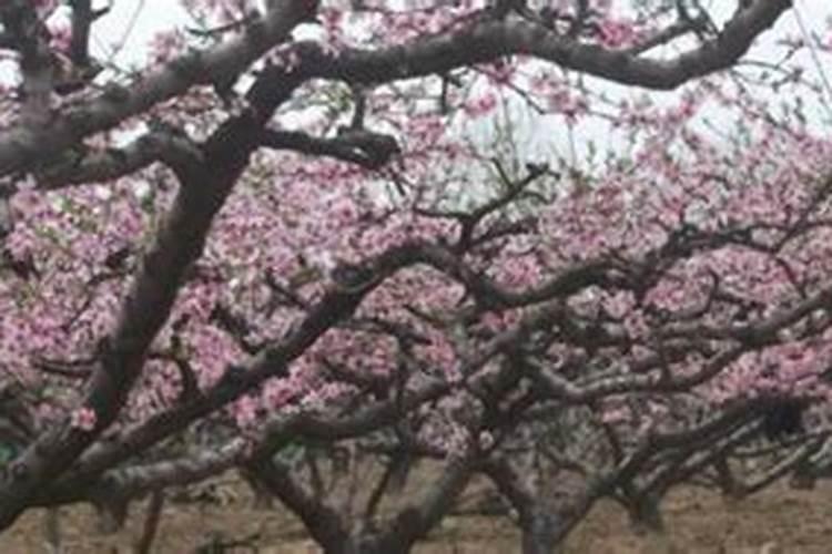 桃树采果后如何管理 桃树养殖怎么施肥