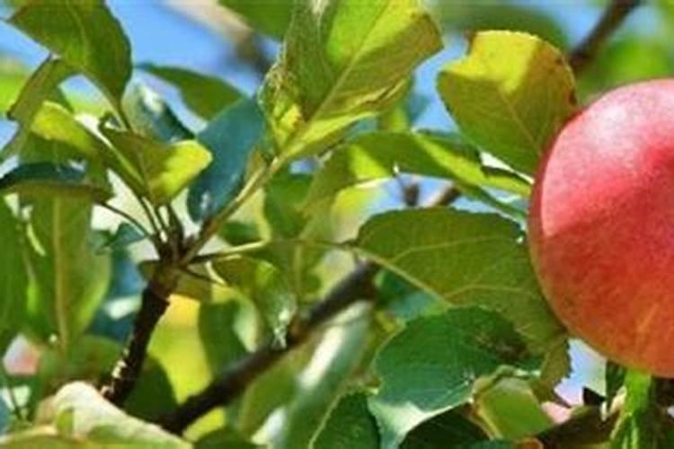 盆栽草莓自制肥料方法