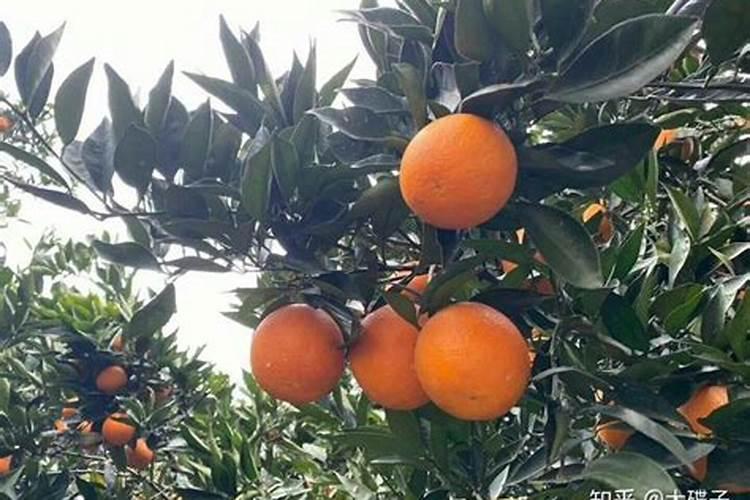 脐橙采果后喷什么叶面肥好