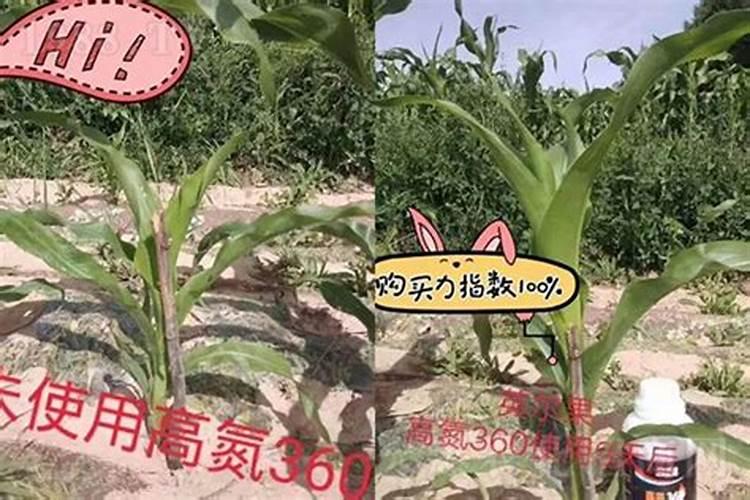 甜瓜苗什么时候可以打叶面肥