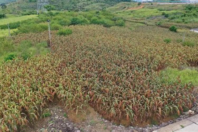 高粱种植技术和方法