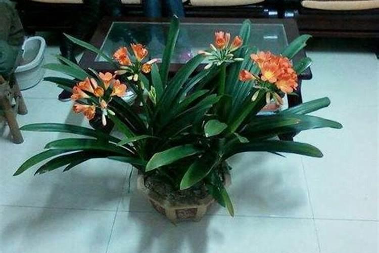 苹果树每亩多少苗