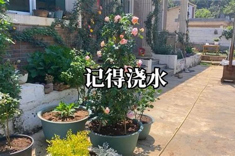 水溶肥是什么肥料,水溶肥怎么用效果好,注意事项