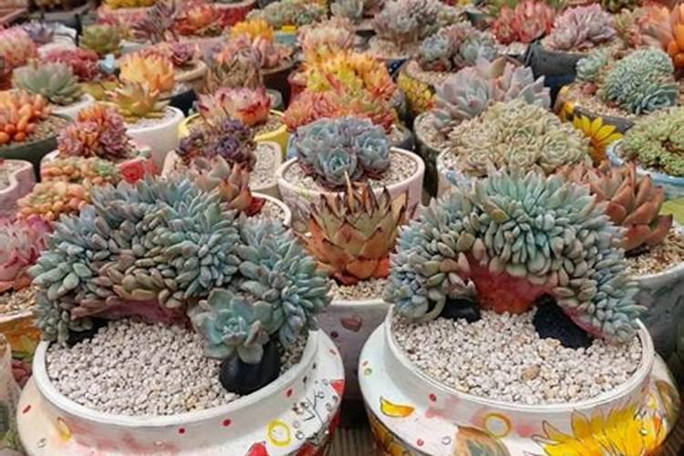 多肉植物用什么肥料比较好