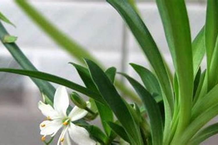 植物如果缺少阳光会有什么影响？