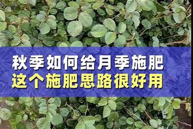 月季秋季施什么肥