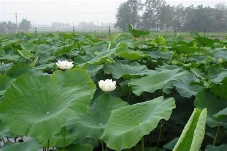 桑树用什么肥料最好