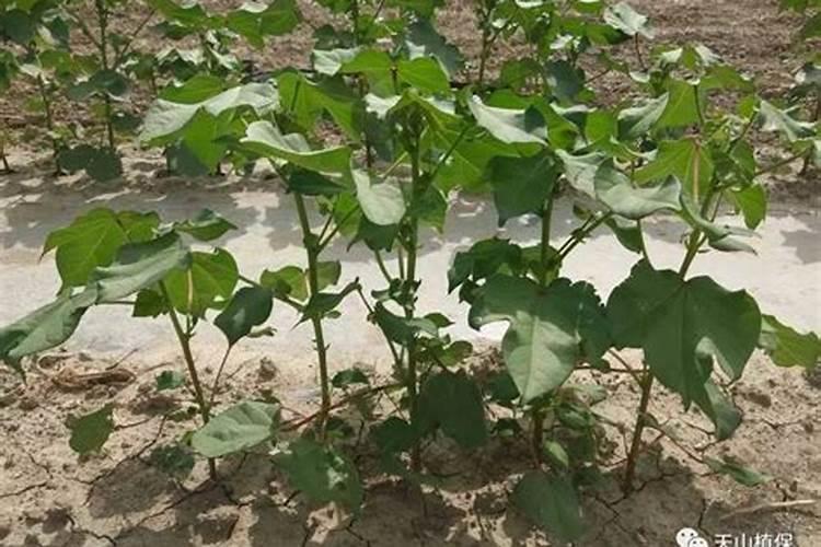 怎样给棉花合理施肥？