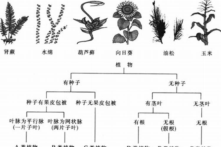 氮肥适合什么农作物 氮肥属于哪种肥料