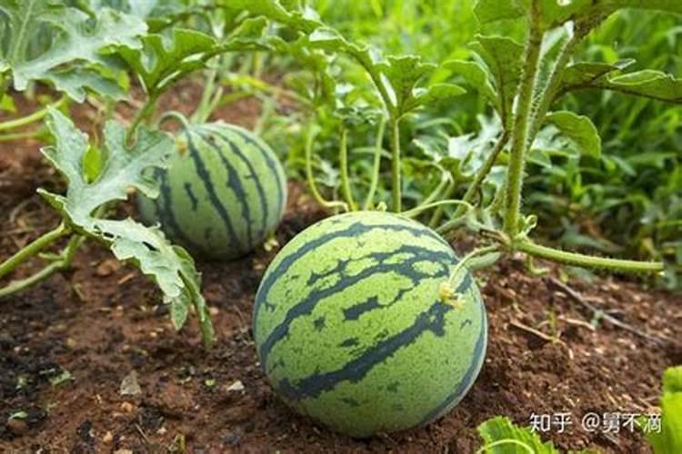大蒜抗重茬用什么药最好