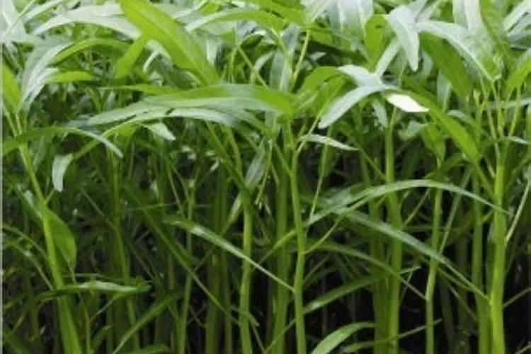冬天空心菜种植方法