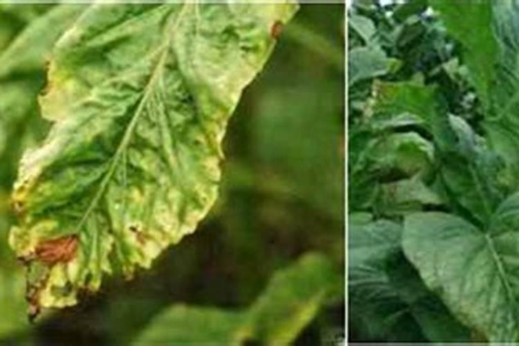 烟灰是花草树木的肥料吗