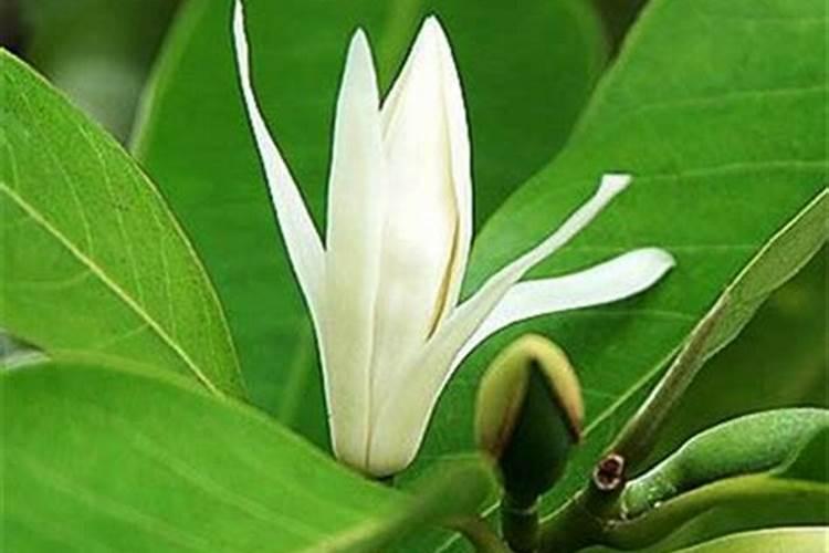 白兰花用什么肥料最好