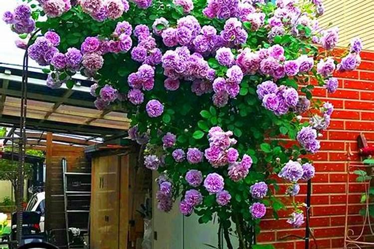 爬藤月季为什么不开花