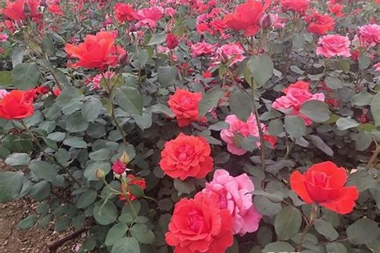 月季施什么肥开花最好