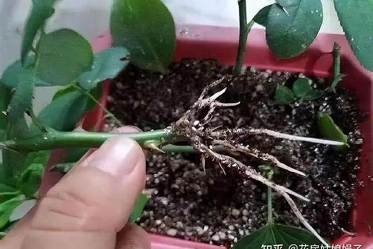 新移植的月季什么时候开始施肥