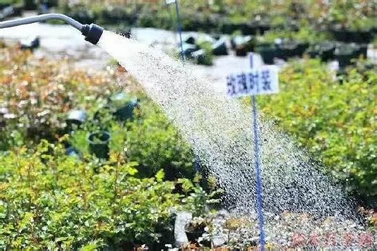 月季施什么肥开花最好