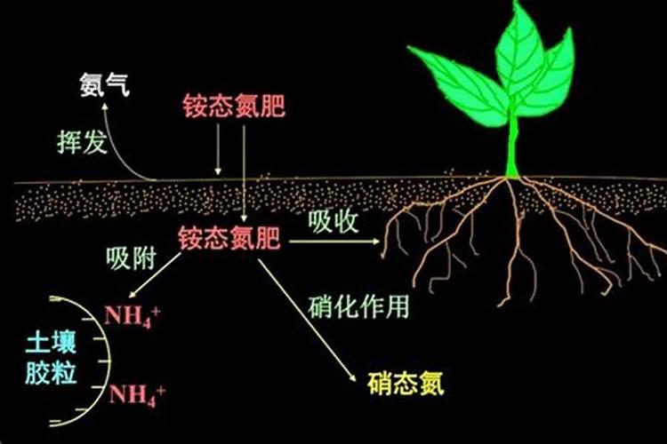 什么是氮肥有哪些