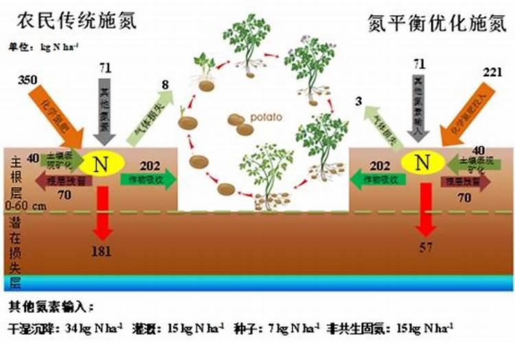 西瓜出苗多久可以施肥