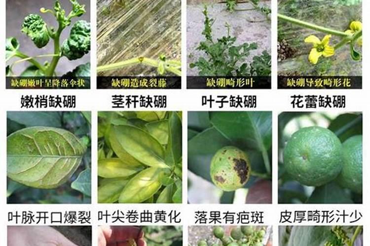 如何预防烟草青枯病