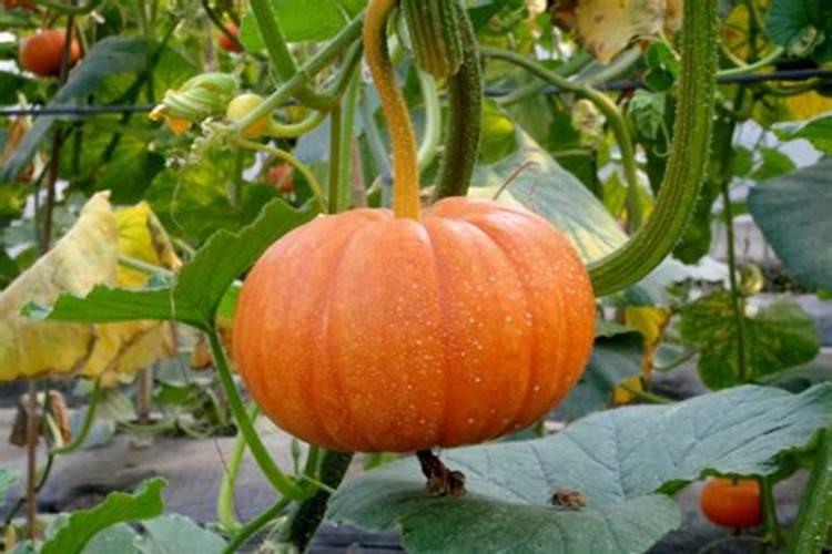 花施氮磷钾肥使用方法 花怎么施肥呢