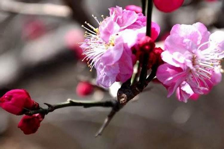 梅花上什么肥料好,梅花结果实吗