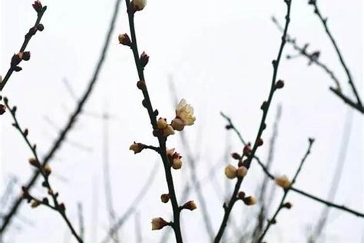 梅花盆景怎么施肥