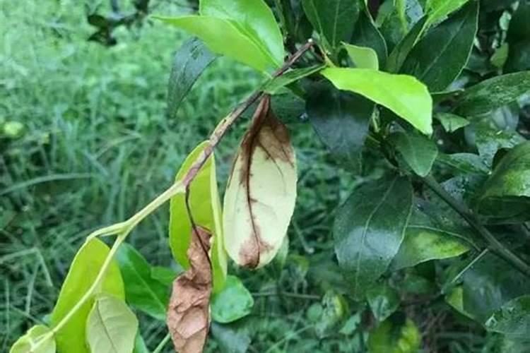 火龙果挂果期需补哪种肥料