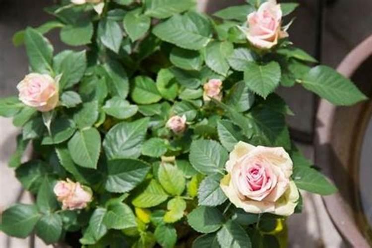 苋菜是一种什么样的蔬菜？它长啥样子啊？俗名叫什么？