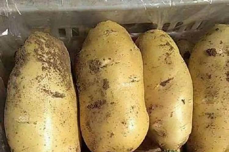 请问种马铃薯施什么肥料最好？要准确的.