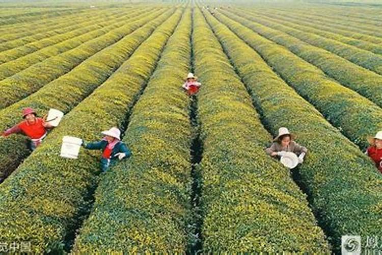 普洱茶可以施钙肥吗